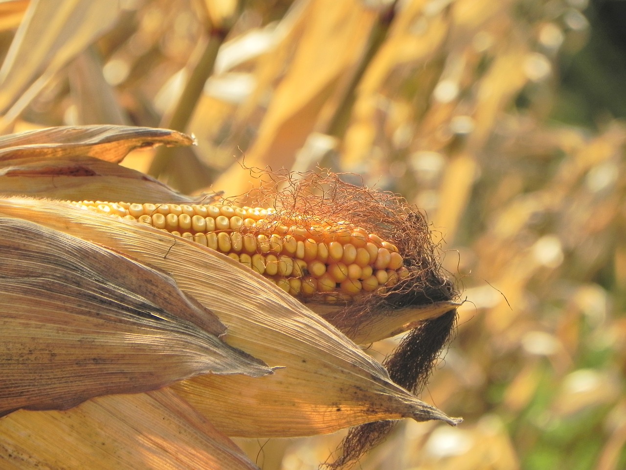 corn maize plant free photo