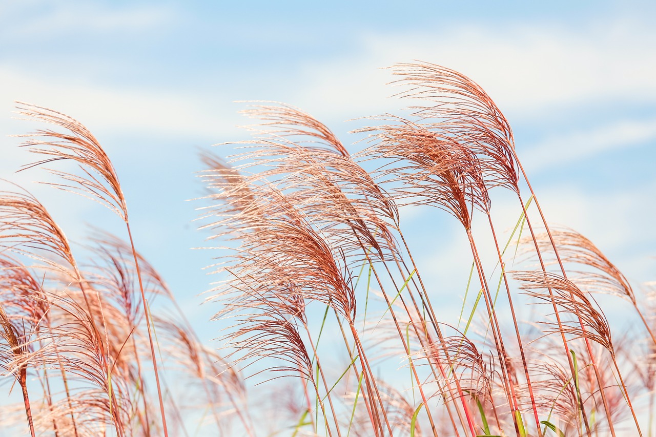 corn wind agriculture free photo