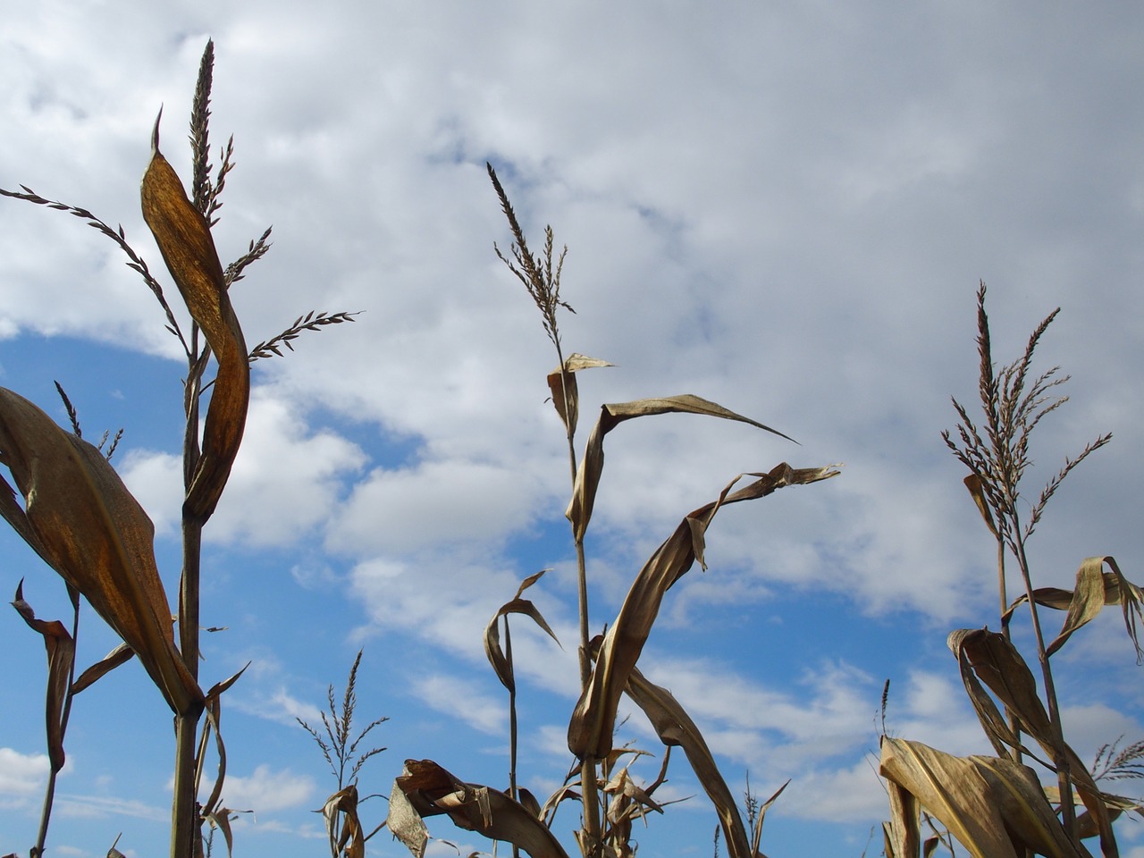 corn sky field free photo