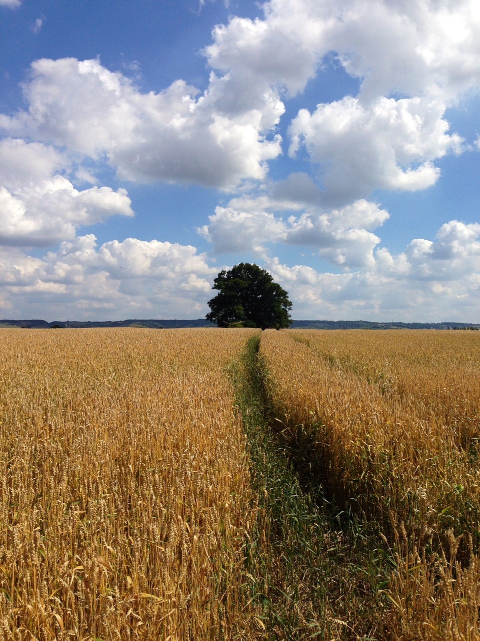 corn field clouds free photo