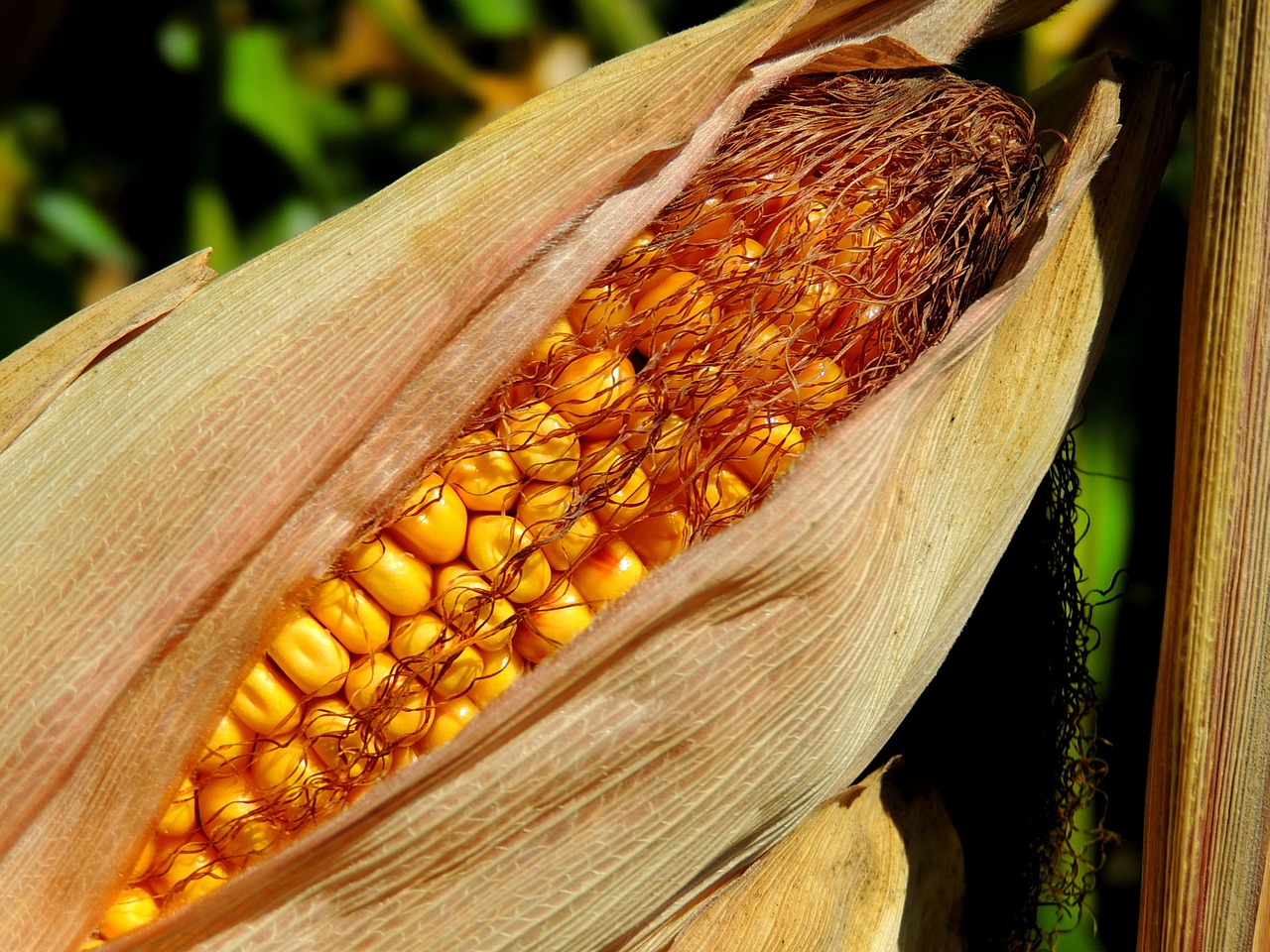 corn field agriculture free photo