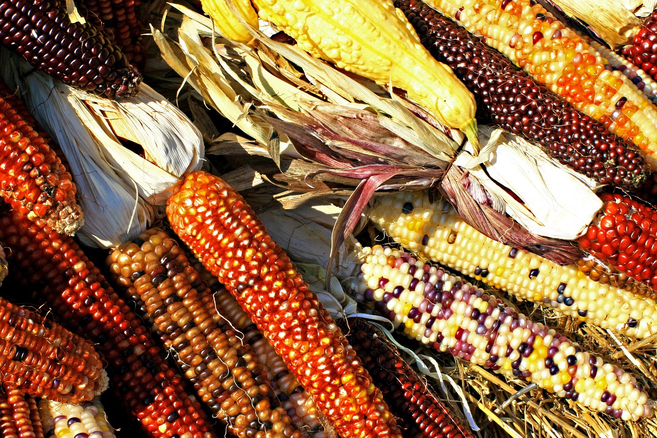 corn cobs maize free photo