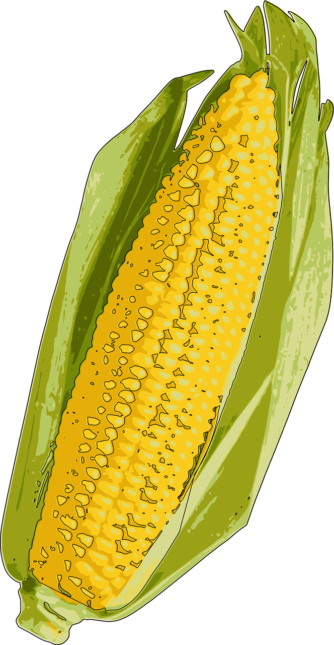 corn corn on the cob indiana free photo