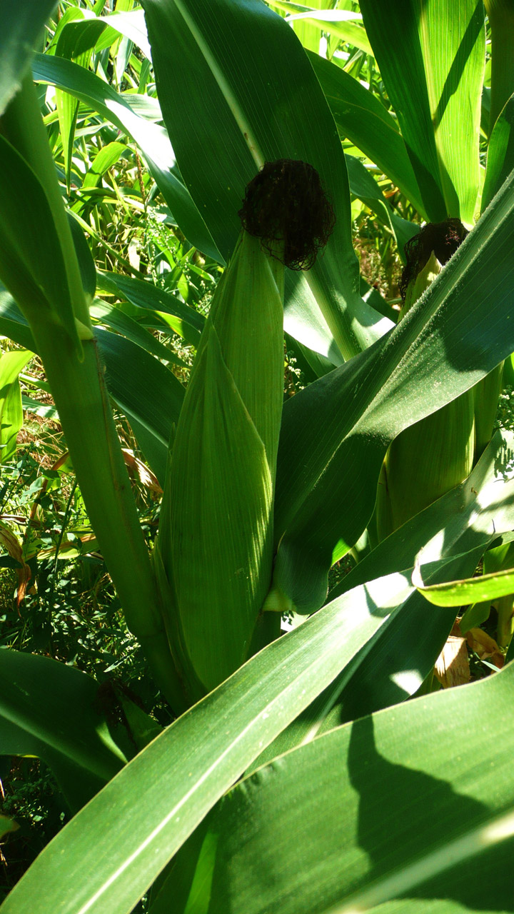 corn ear plant free photo
