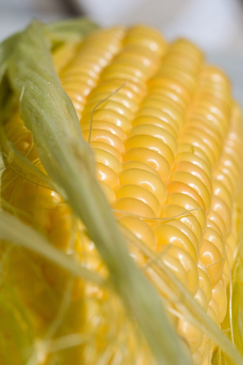 corn mat closeup free photo