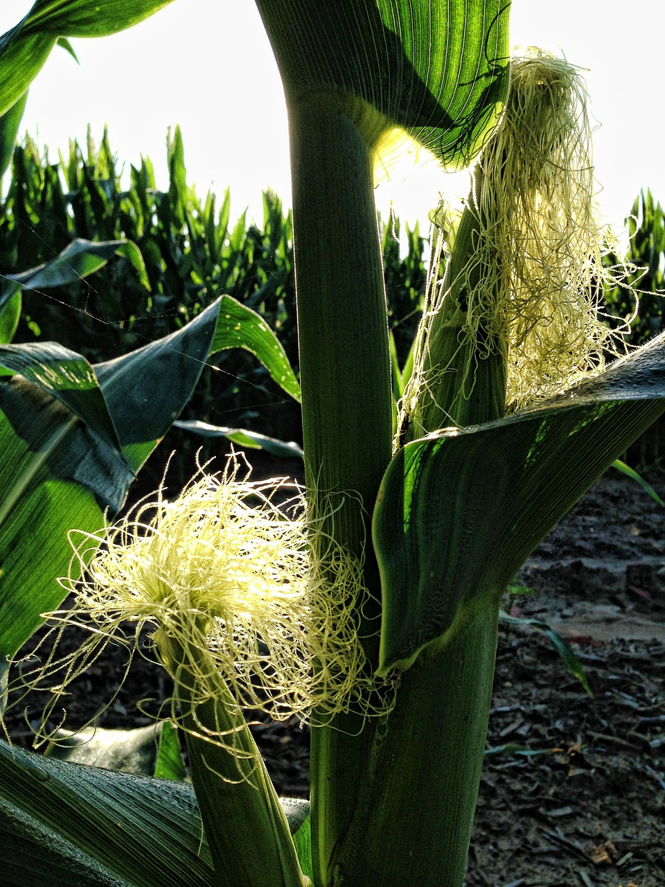 corn corn cob maize cob free photo