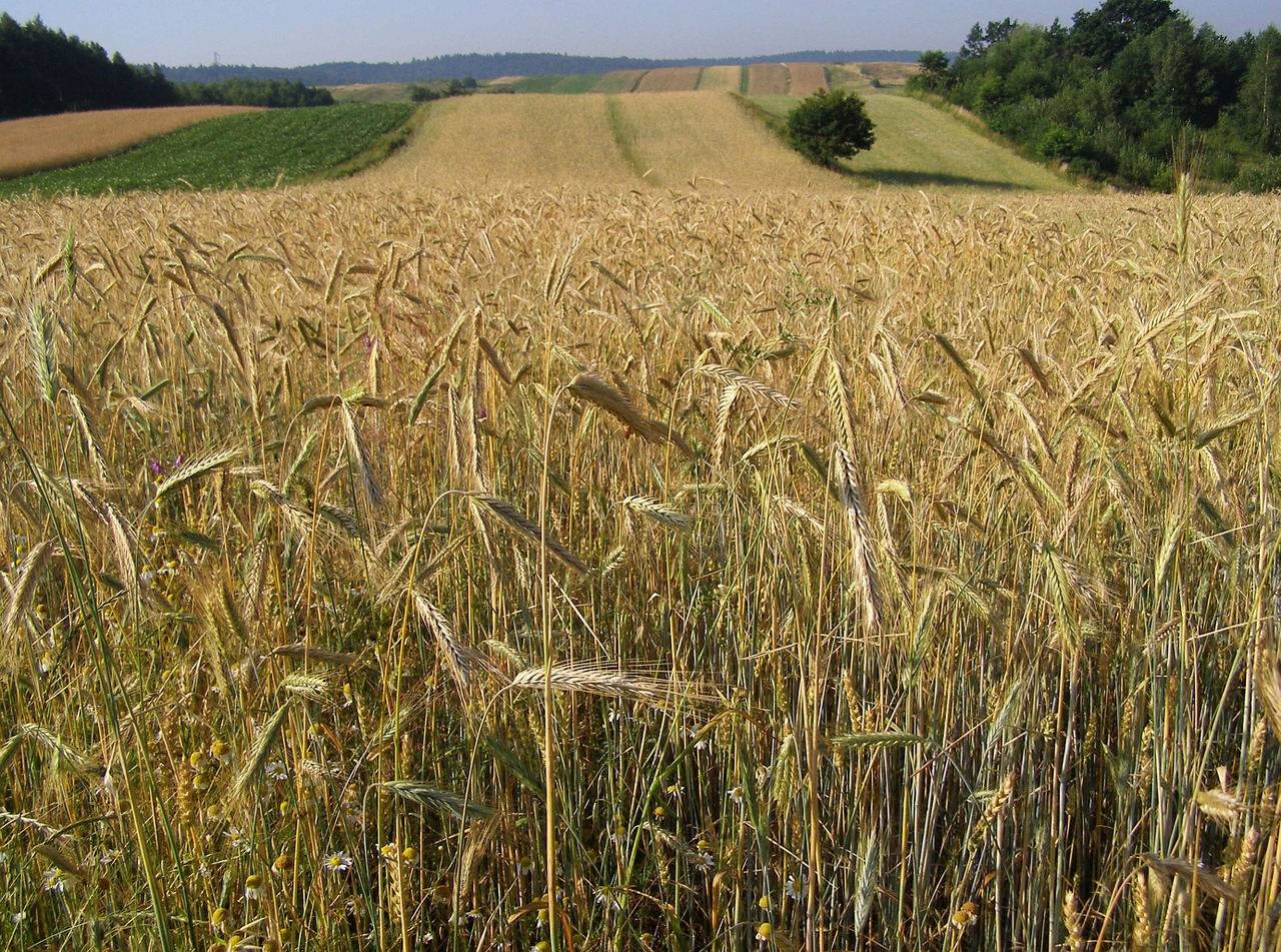 corn rye ears free photo