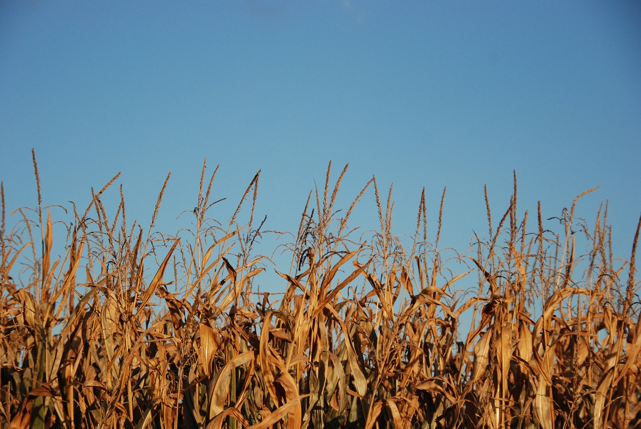 corn harvest food free photo