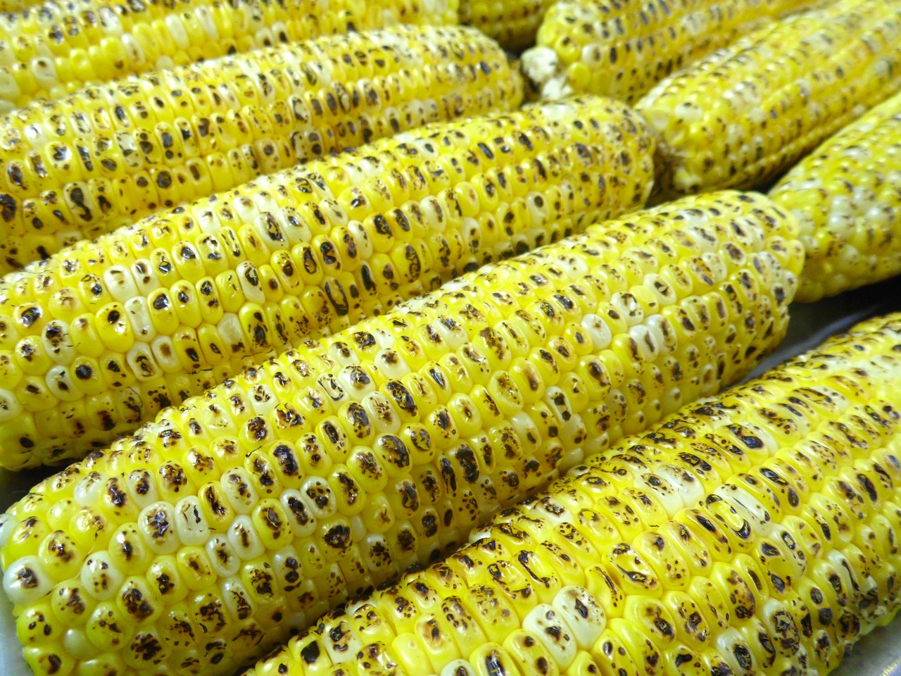 corn grilled corn cob free photo