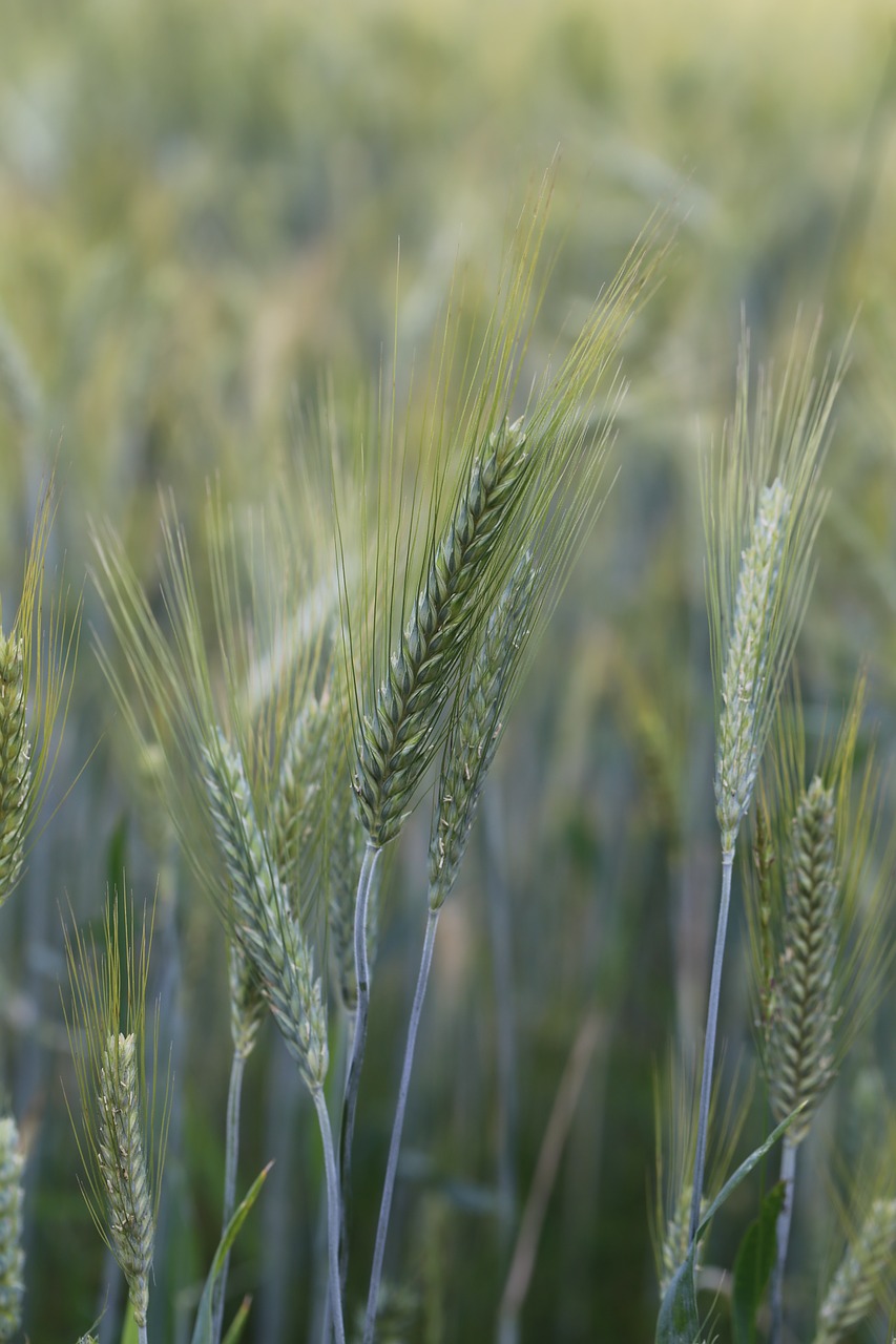 corn rye field free photo