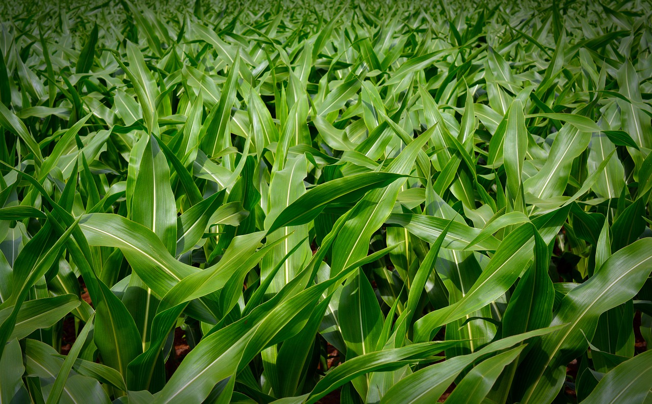 corn plant background free photo