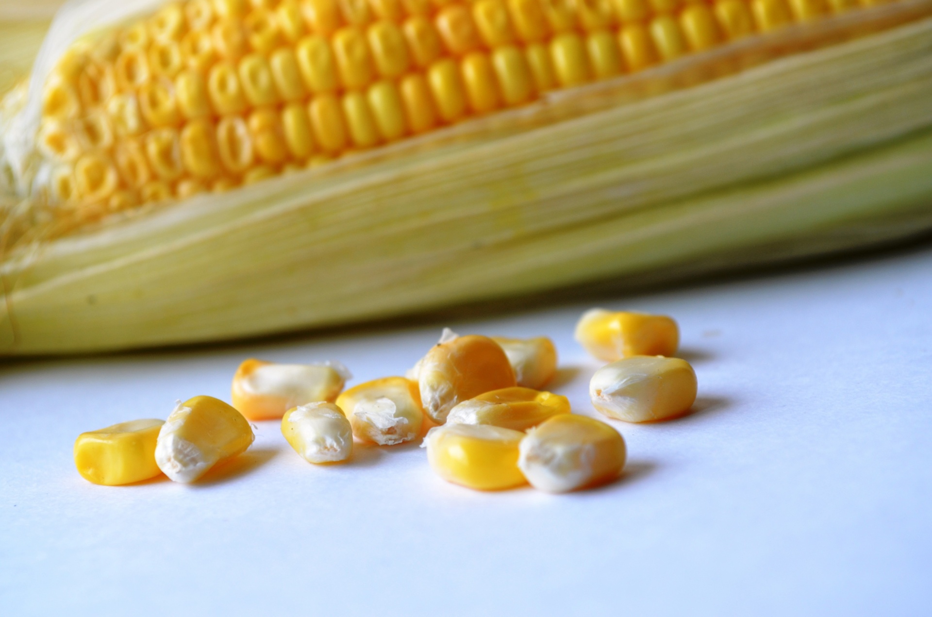 corn maize ears free photo