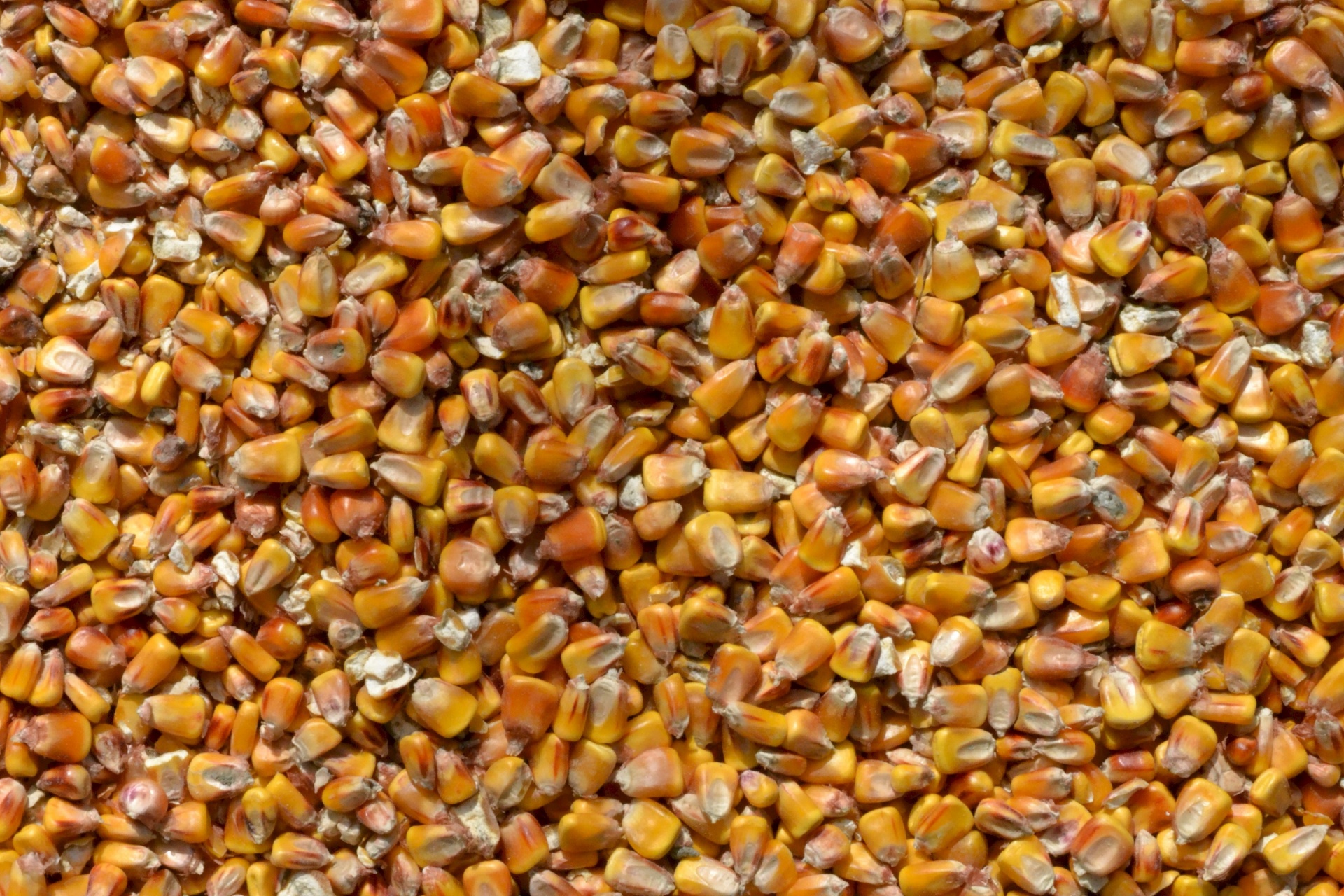 corn kernels texture free photo