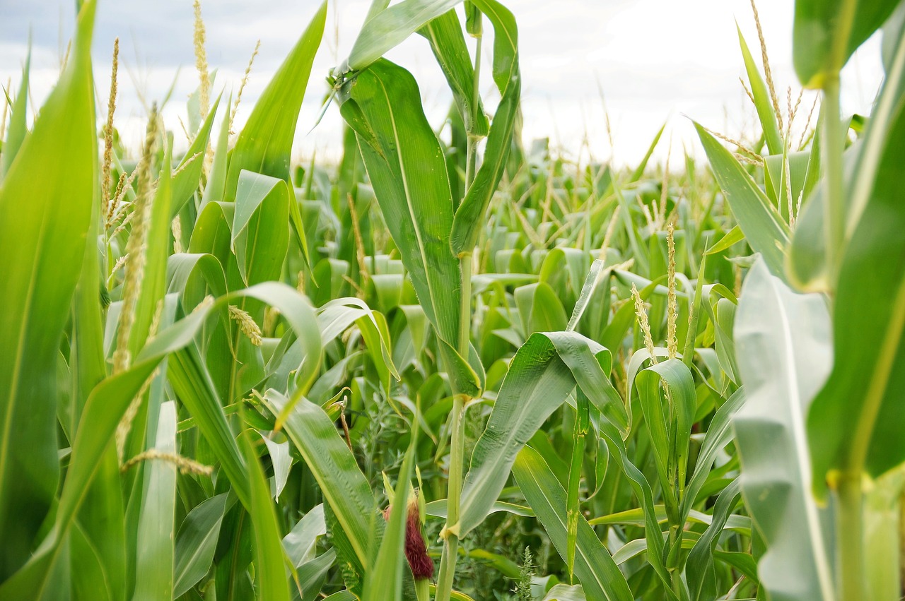 corn field agriculture free photo