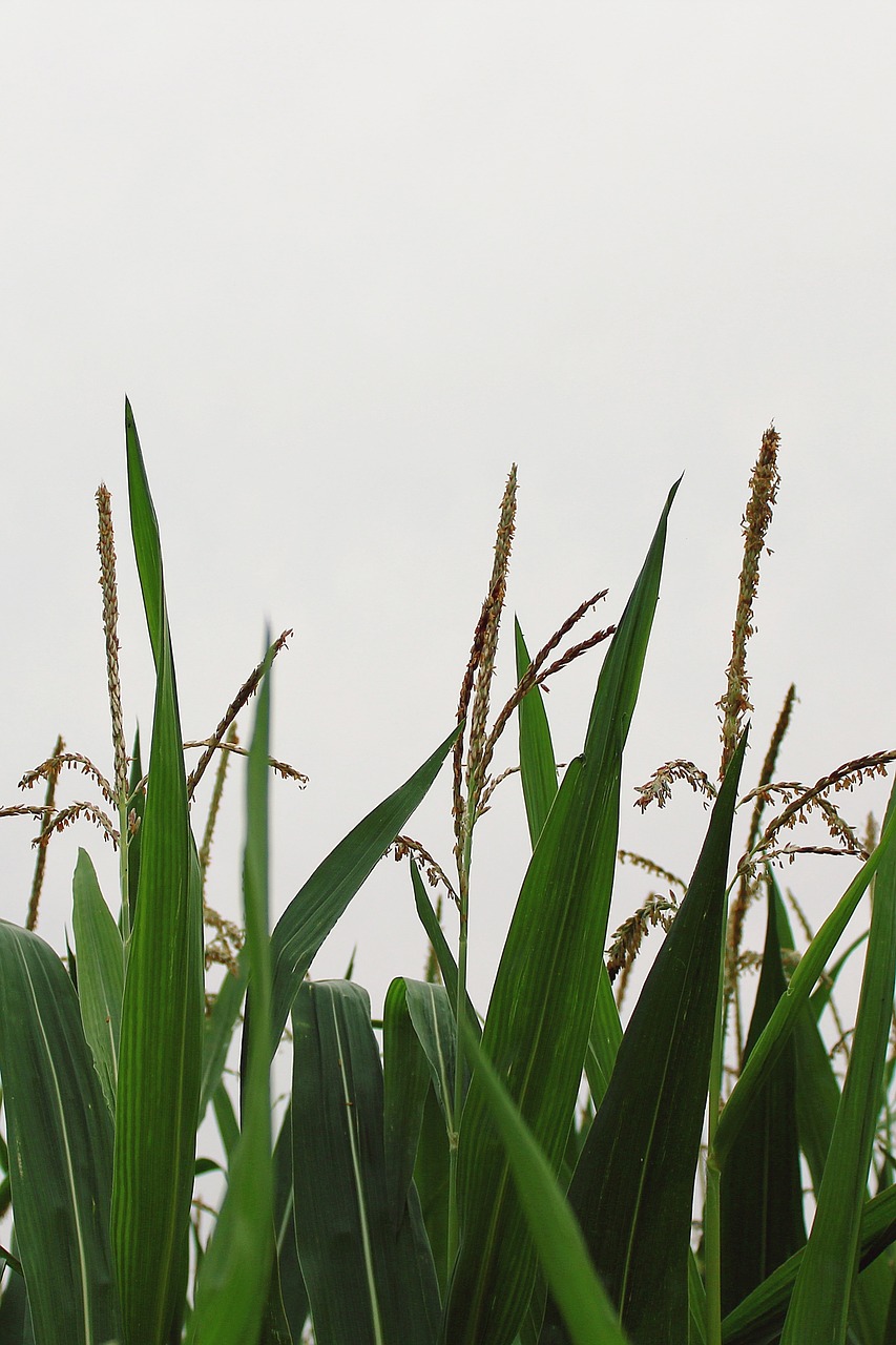 corn cornfield agriculture free photo