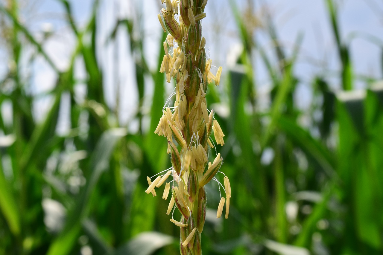 corn corn flower blooming corn free photo