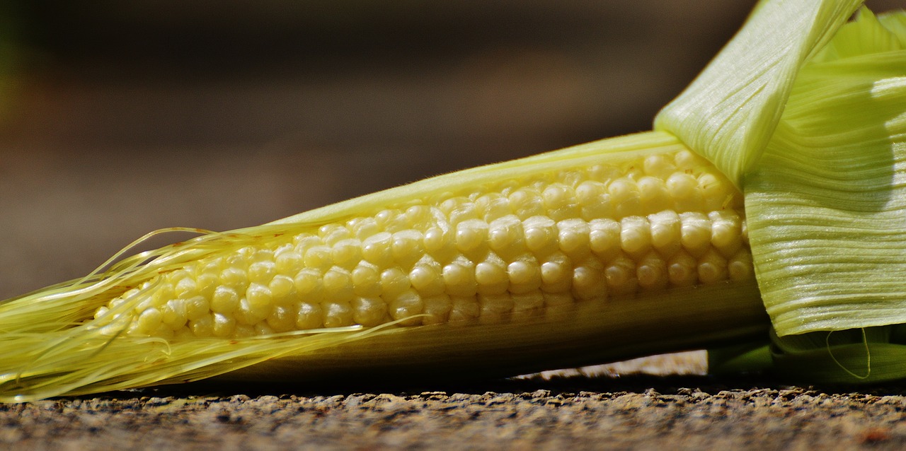 corn young vegetables free photo