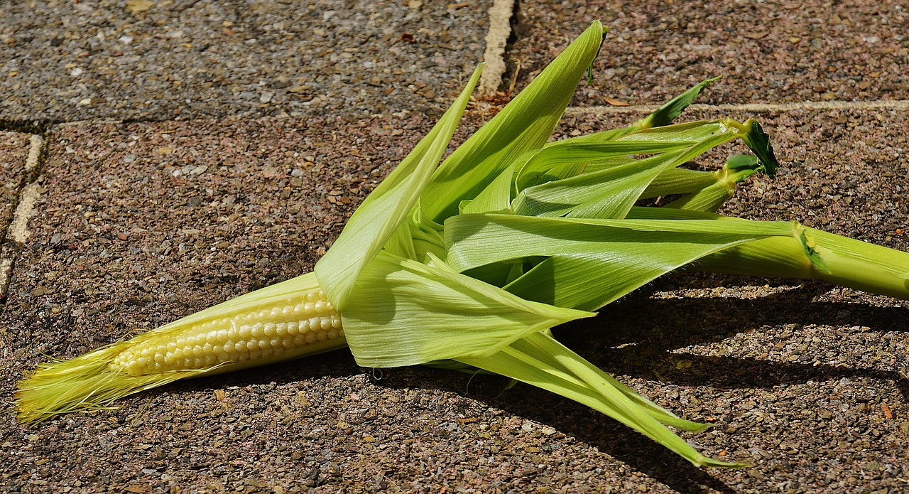 corn young vegetables free photo