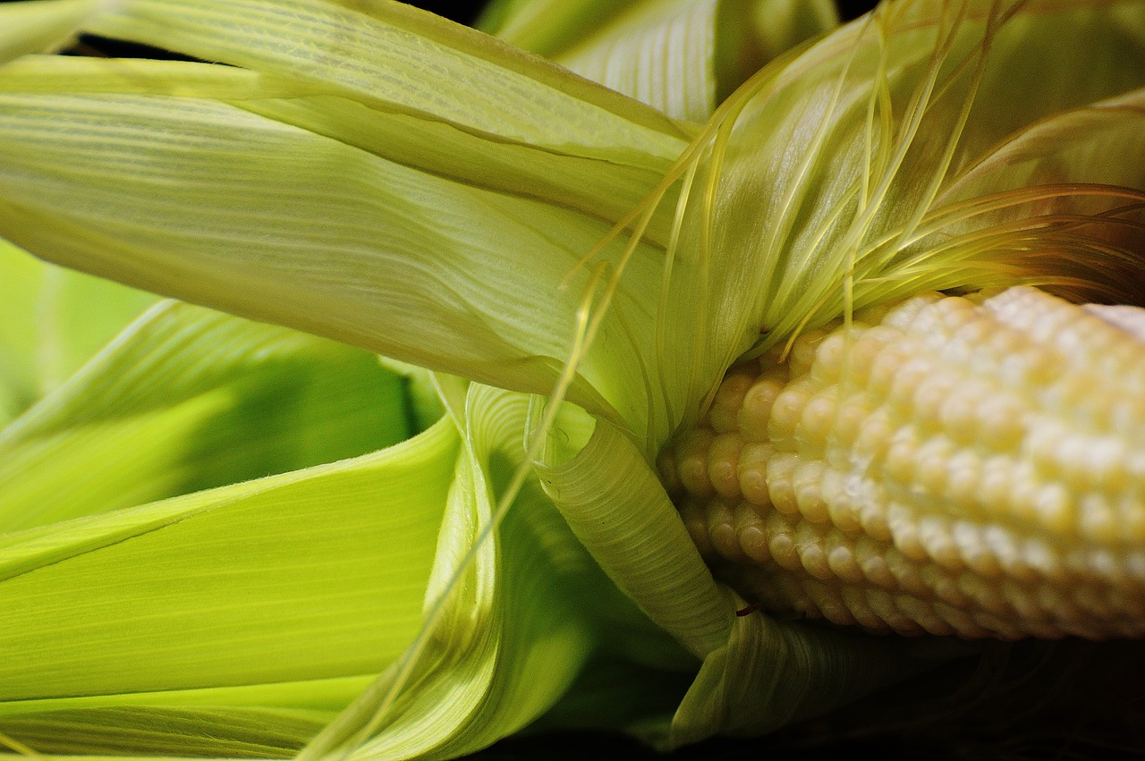 corn young vegetables free photo