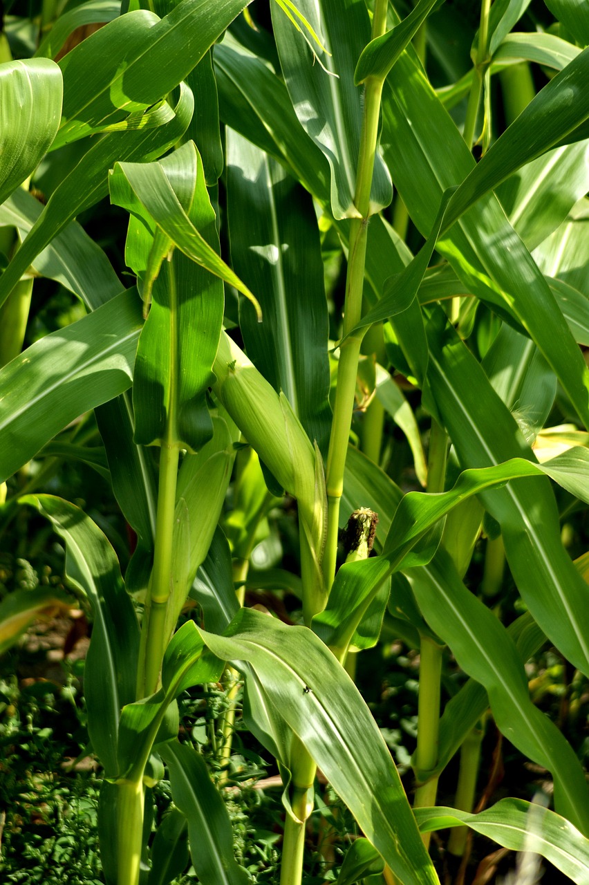 corn organic vegetable free photo