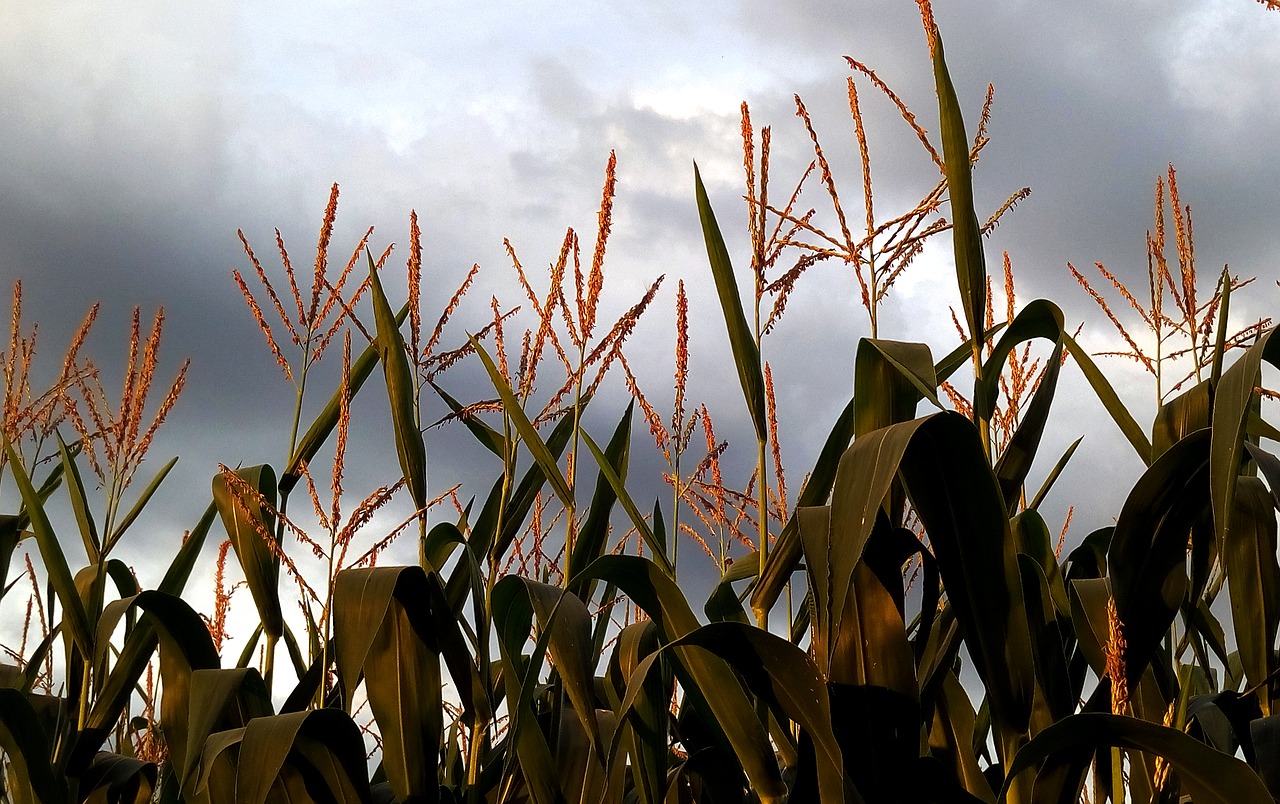 corn culture agricultural free photo