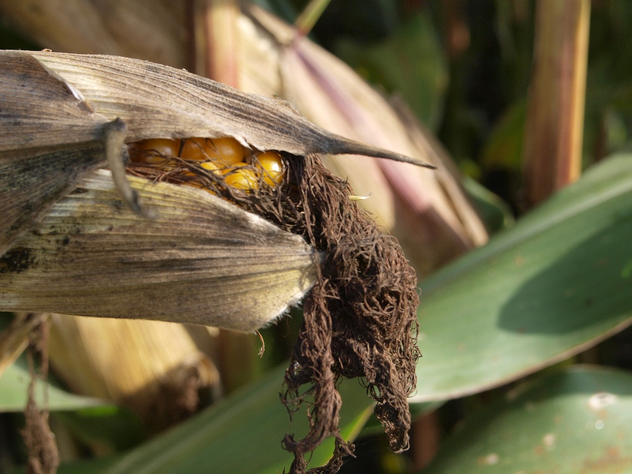 corn agriculture field free photo