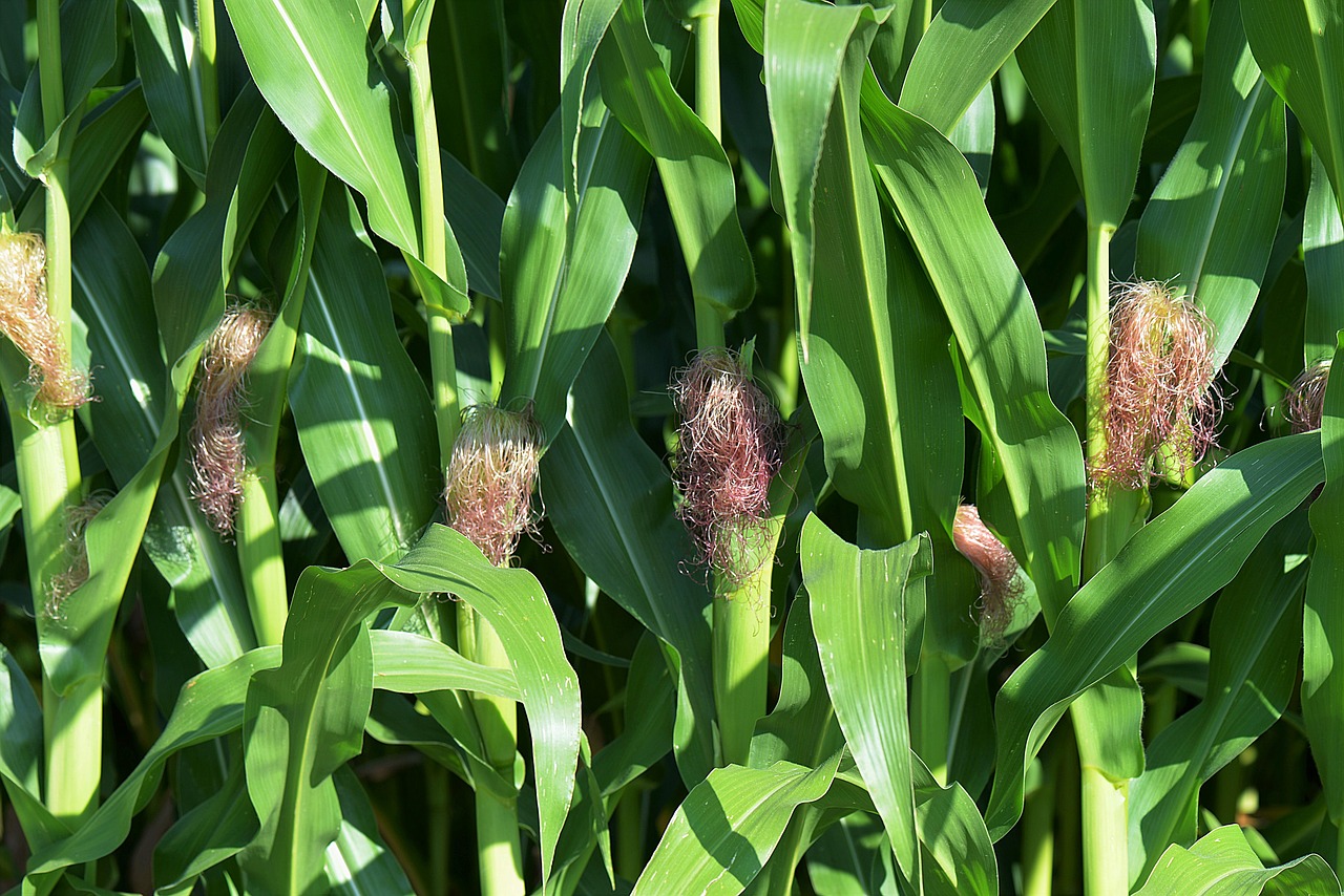 corn kukuruz plant free photo