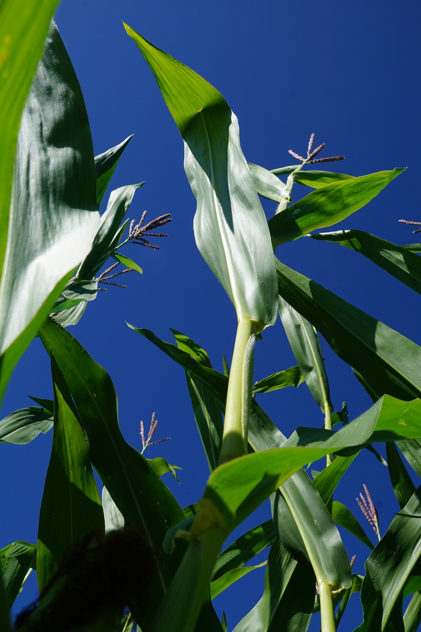 corn plant green free photo