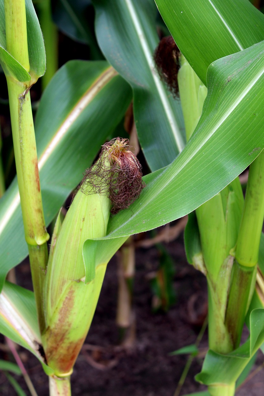 corn summer field free photo