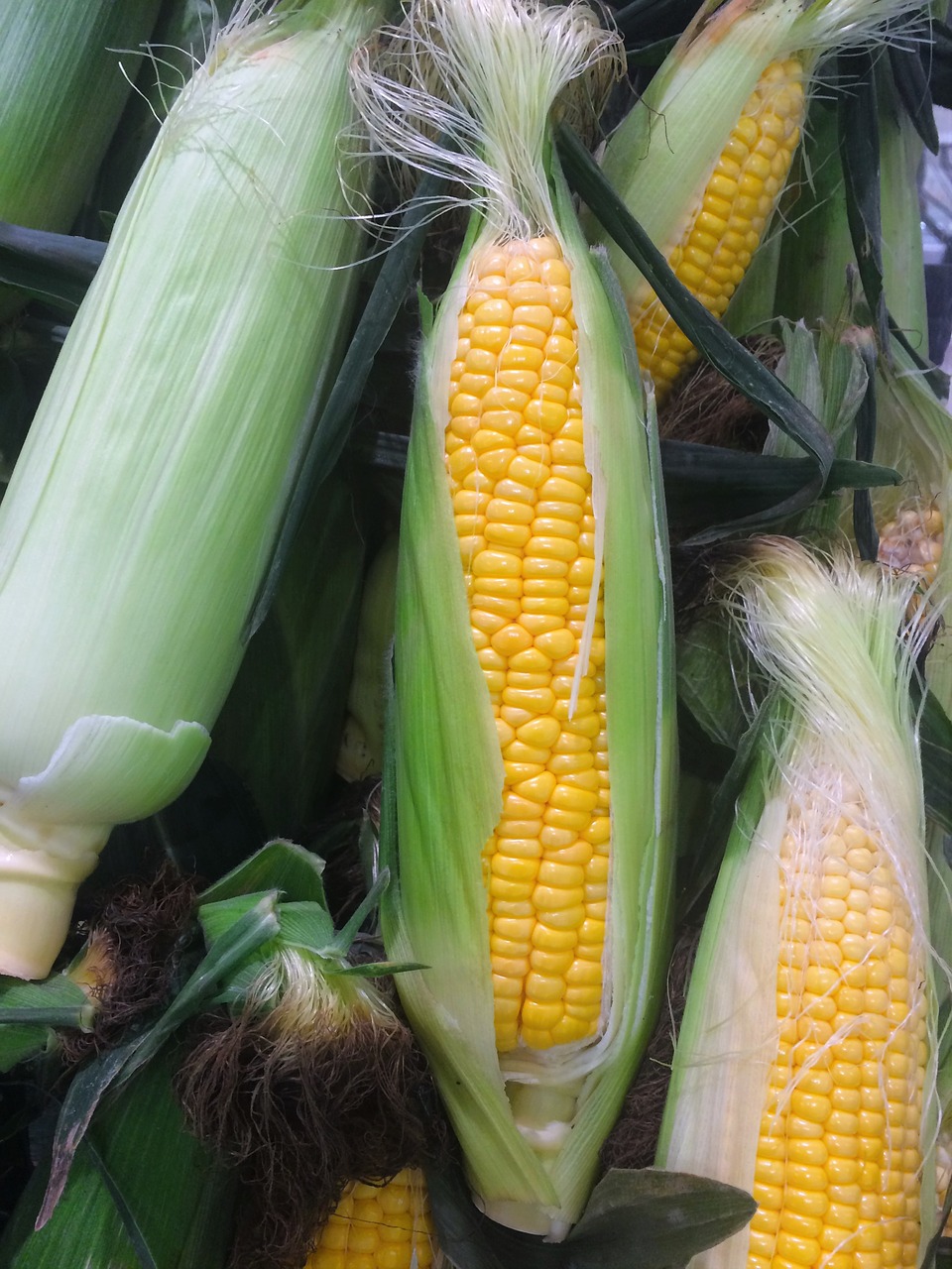 corn vegetables yellow free photo