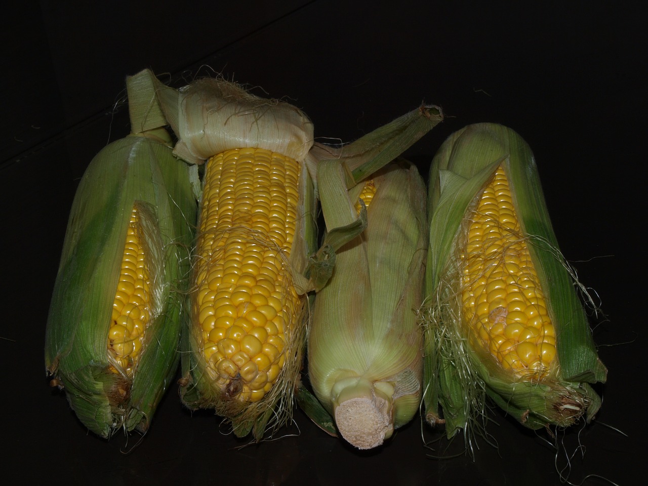 corn the ear harvest free photo