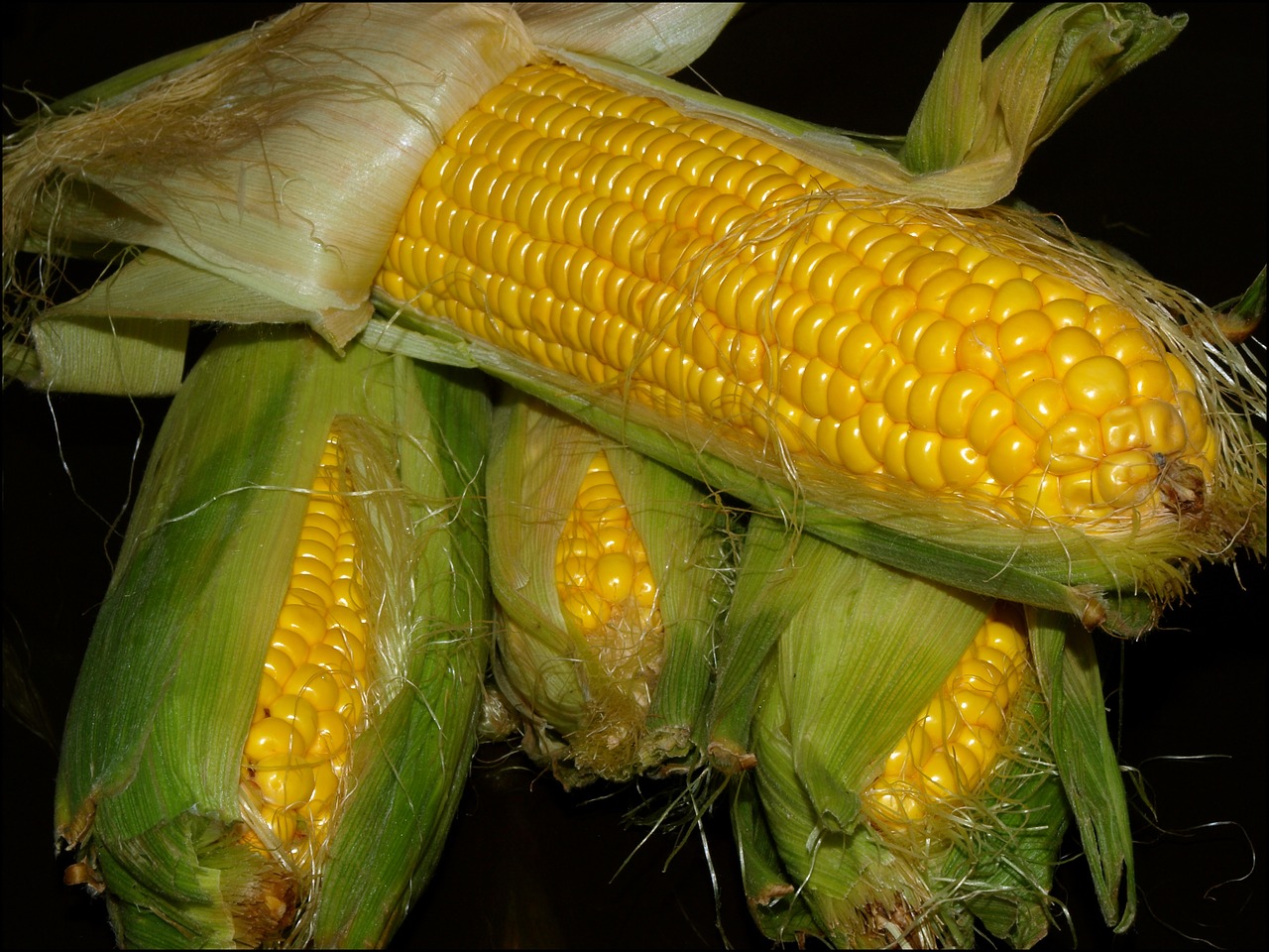 corn the ear harvest free photo