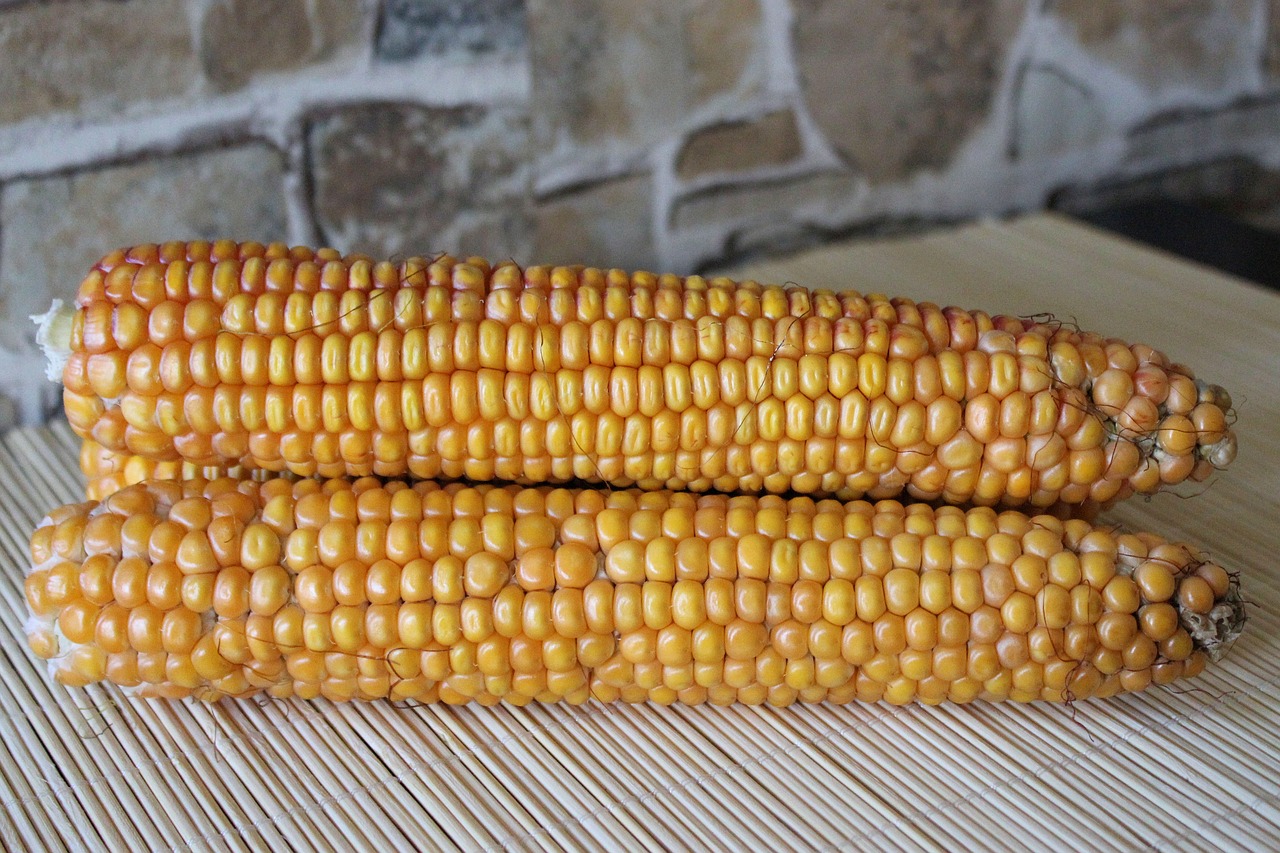 corn corn on the cob vegetables free photo