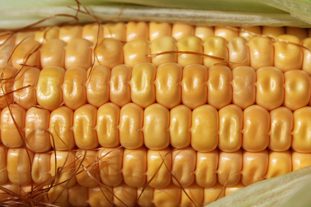 corn pattern agriculture free photo