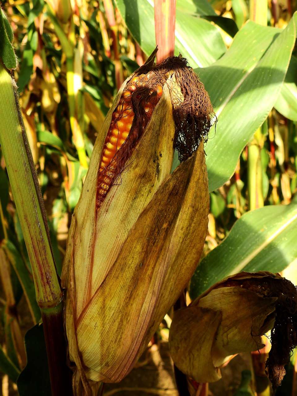 corn ear food free photo