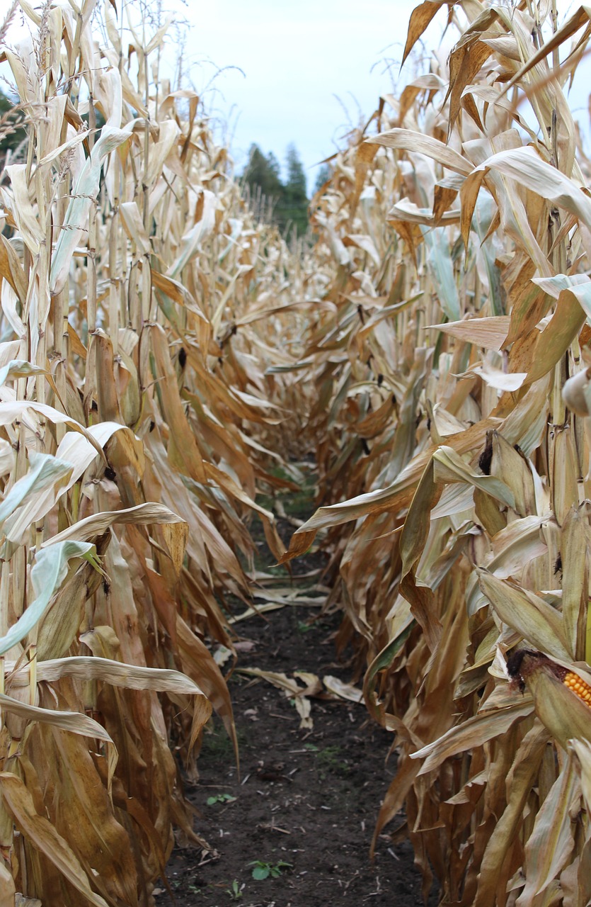 corn field farm free photo