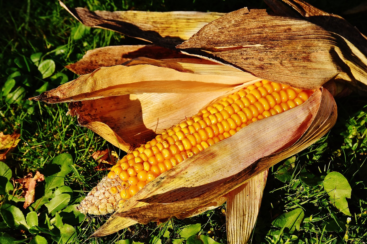 corn corn on the cob corn kernels free photo