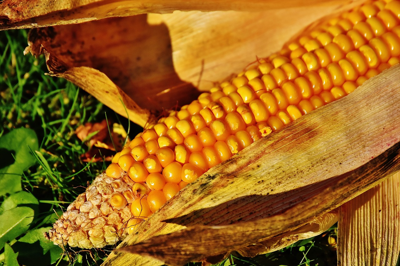 corn corn on the cob corn kernels free photo