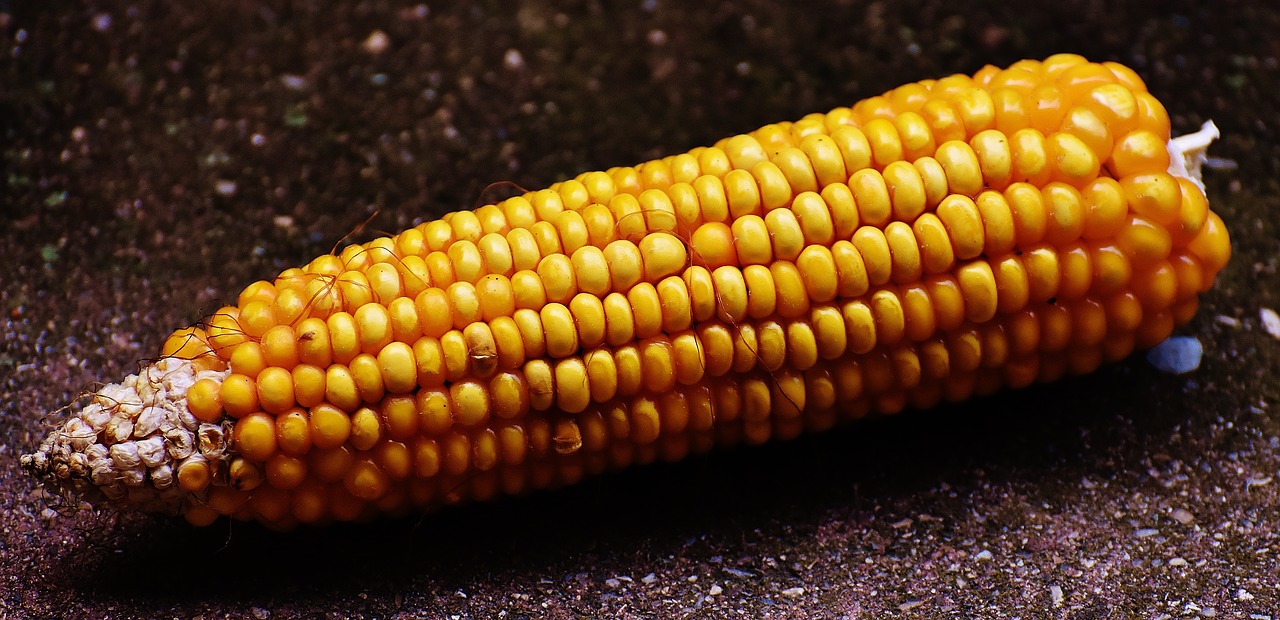 corn corn on the cob corn kernels free photo