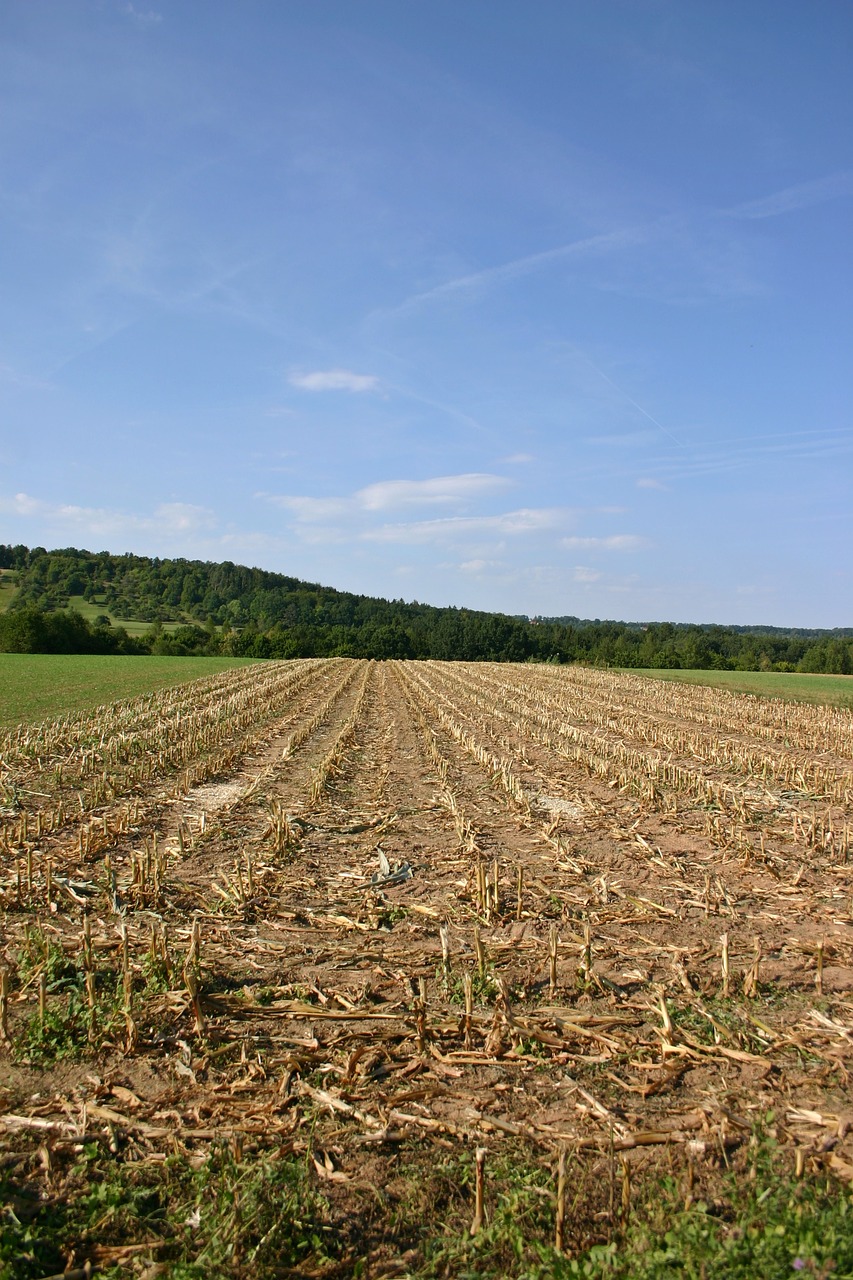 corn cornfield harvest free photo
