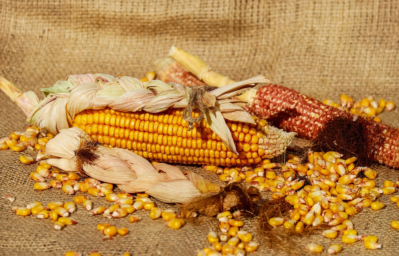 corn piston corn kernels free photo