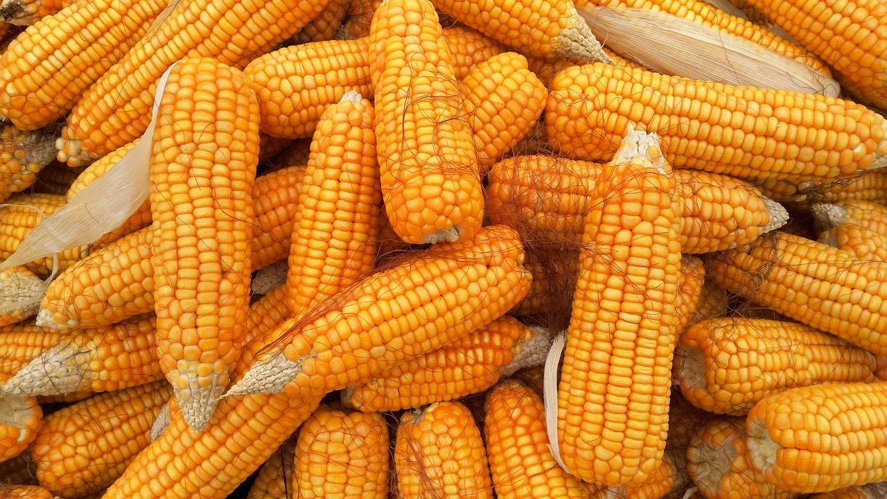 corn food organic free photo
