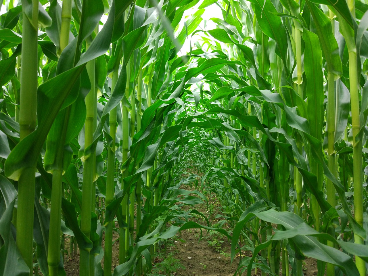 corn passage field free photo