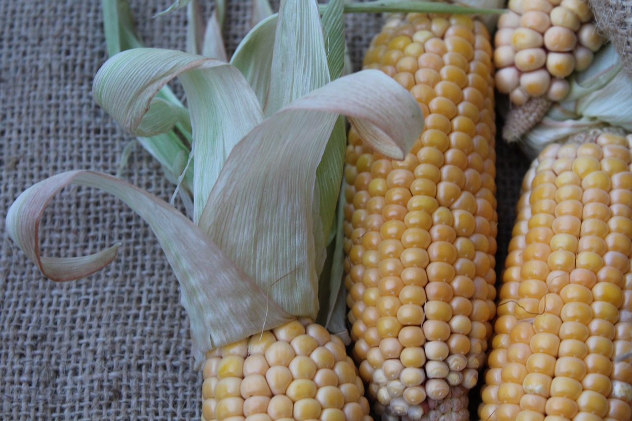 corn vegetables yellow free photo