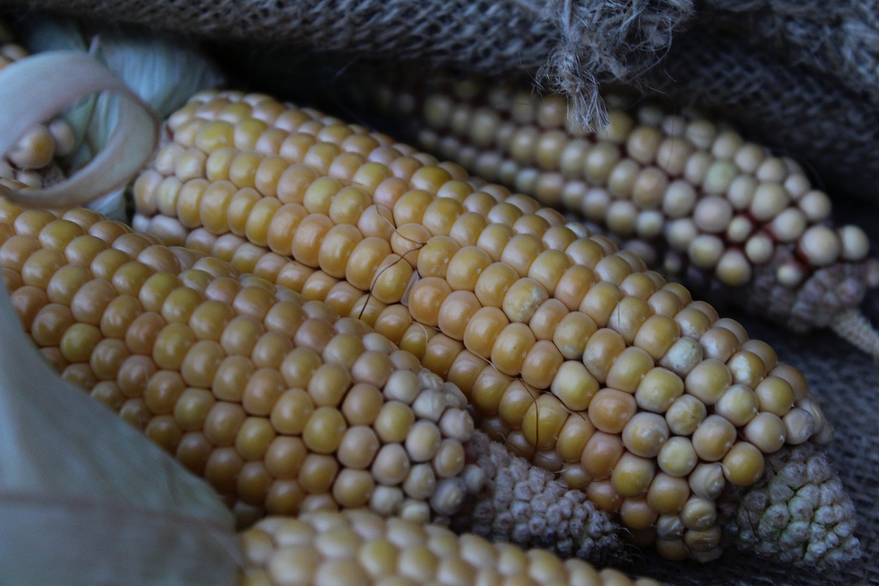 corn vegetables yellow free photo