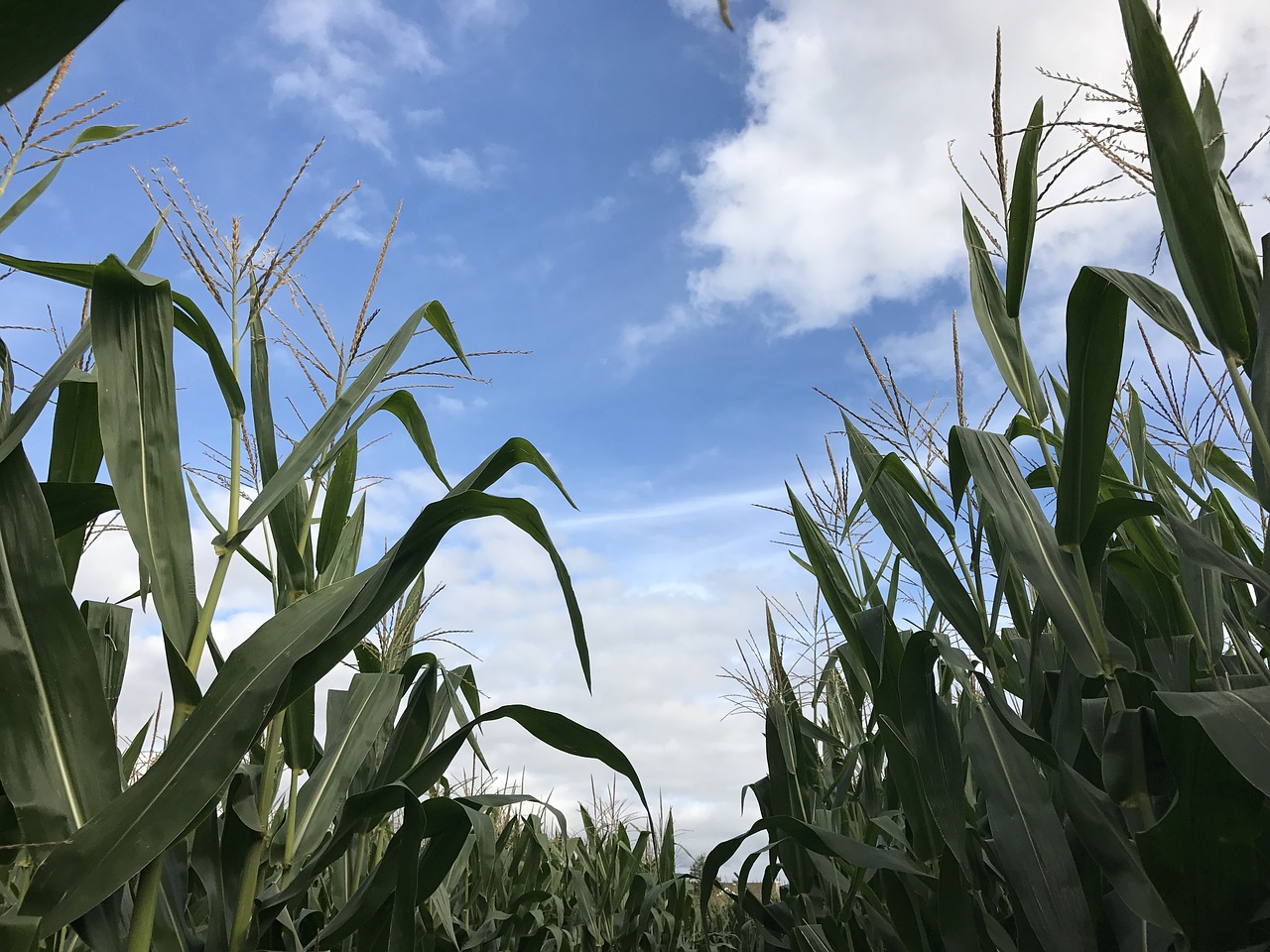 corn sky clouds free photo