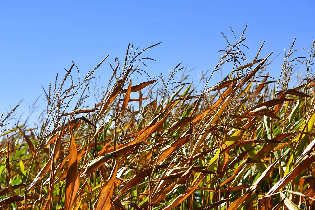 corn nature autumn free photo