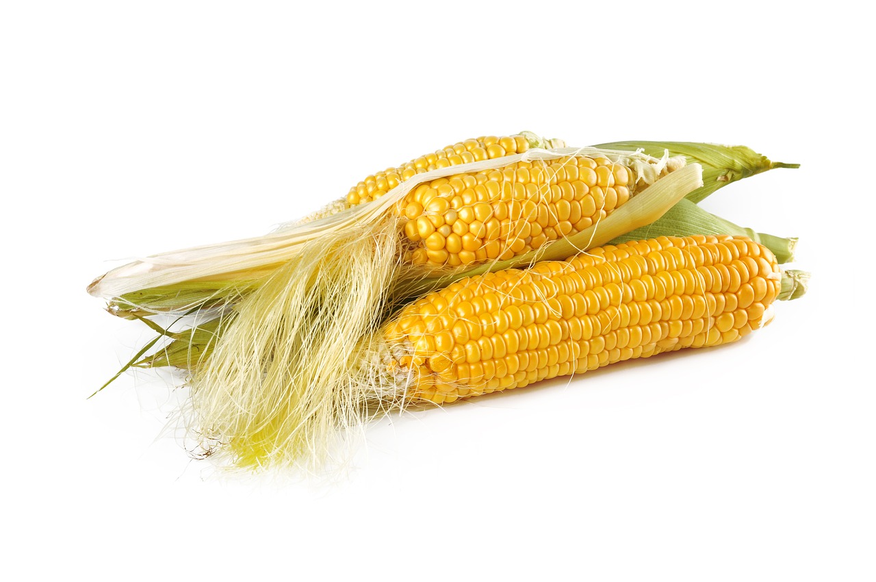 corn natural ripe free photo
