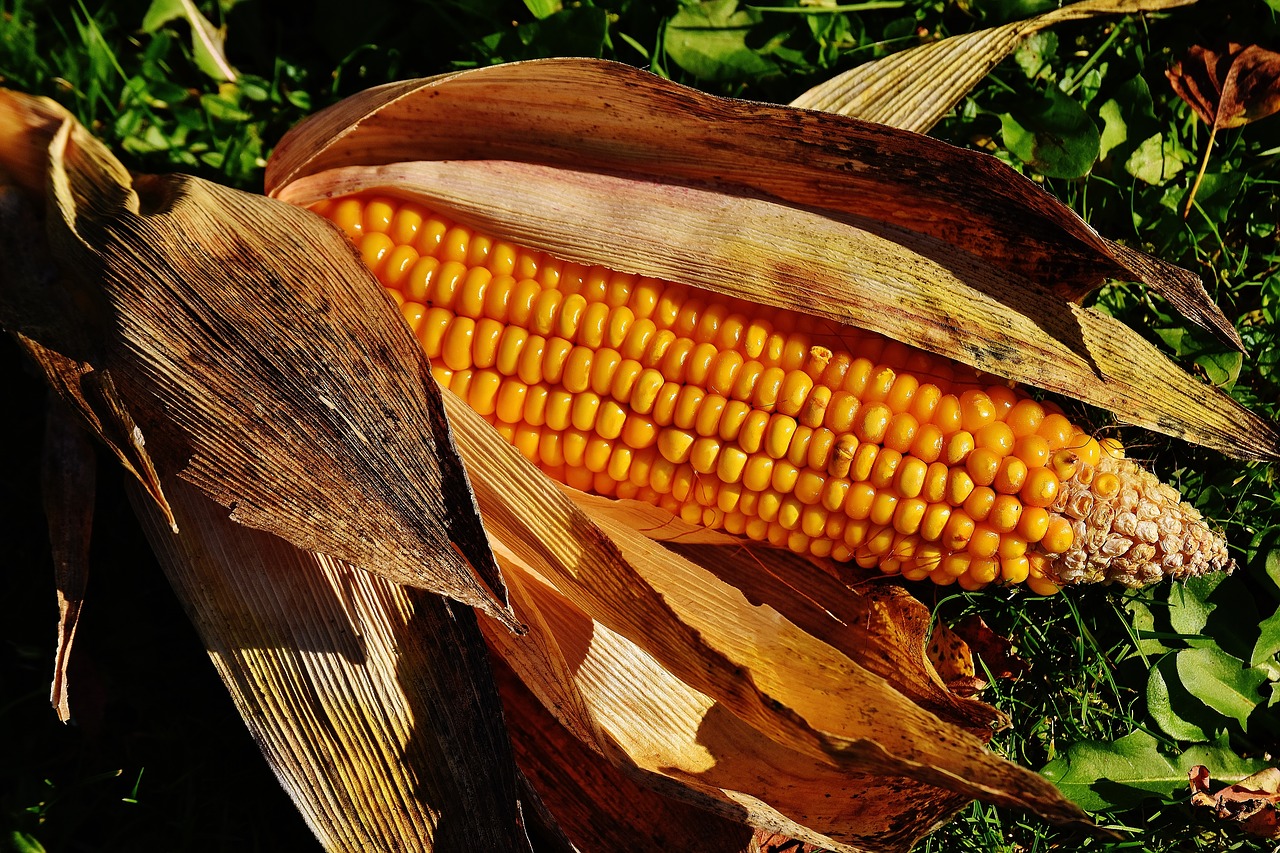 corn vegetables food free photo