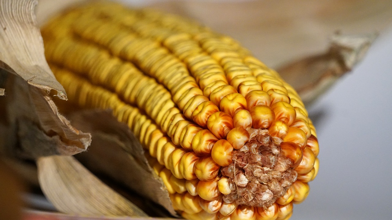 corn corn on the cob autumn free photo